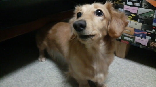 鉄　は　熱　い　う　ち　に　打　て　　　　　　(*ﾟ∀ﾟ)=3ﾑｯﾊｰ