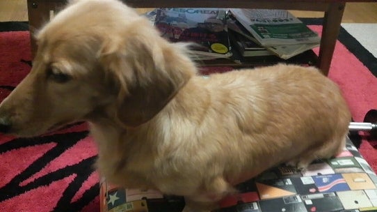 鉄　は　熱　い　う　ち　に　打　て　　　　　　(*ﾟ∀ﾟ)=3ﾑｯﾊｰ