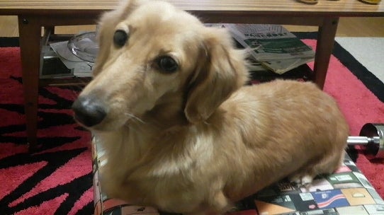 鉄　は　熱　い　う　ち　に　打　て　　　　　　(*ﾟ∀ﾟ)=3ﾑｯﾊｰ