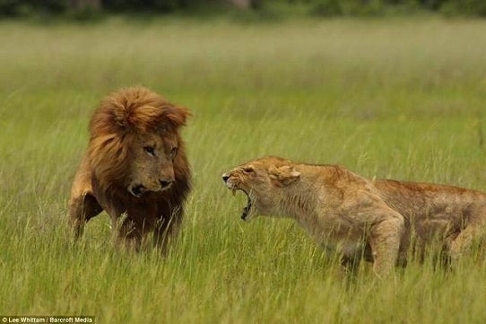 鉄　は　熱　い　う　ち　に　打　て　　　　　　(*ﾟ∀ﾟ)=3ﾑｯﾊｰ