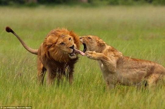 鉄　は　熱　い　う　ち　に　打　て　　　　　　(*ﾟ∀ﾟ)=3ﾑｯﾊｰ