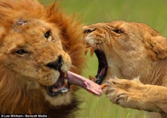 鉄　は　熱　い　う　ち　に　打　て　　　　　　(*ﾟ∀ﾟ)=3ﾑｯﾊｰ