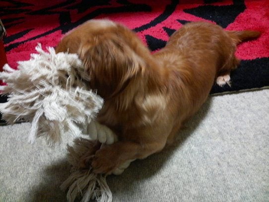 鉄　は　熱　い　う　ち　に　打　て　　　　　　(*ﾟ∀ﾟ)=3ﾑｯﾊｰ