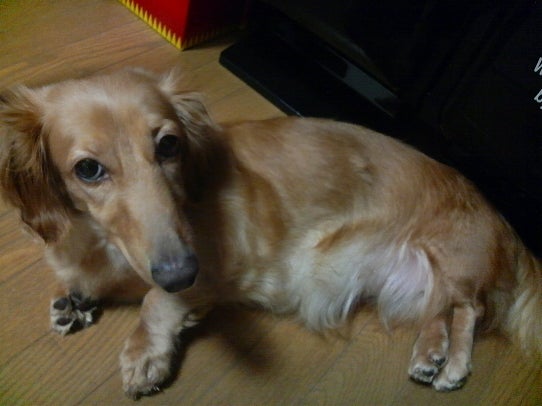 鉄　は　熱　い　う　ち　に　打　て　　　　　　(*ﾟ∀ﾟ)=3ﾑｯﾊｰ