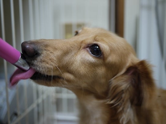 鉄　は　熱　い　う　ち　に　打　て　　　　　　(*ﾟ∀ﾟ)=3ﾑｯﾊｰ