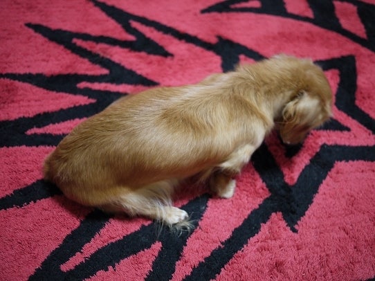 鉄　は　熱　い　う　ち　に　打　て　　　　　　(*ﾟ∀ﾟ)=3ﾑｯﾊｰ