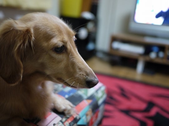 鉄　は　熱　い　う　ち　に　打　て　　　　　　(*ﾟ∀ﾟ)=3ﾑｯﾊｰ