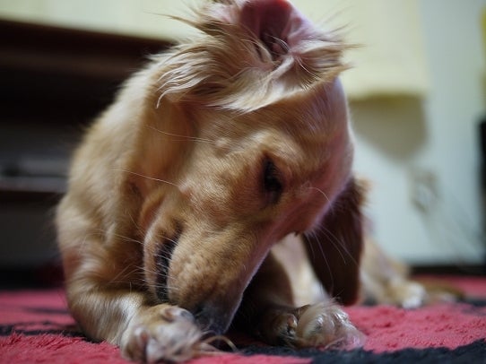 鉄　は　熱　い　う　ち　に　打　て　　　　　　(*ﾟ∀ﾟ)=3ﾑｯﾊｰ