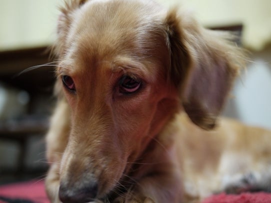 鉄　は　熱　い　う　ち　に　打　て　　　　　　(*ﾟ∀ﾟ)=3ﾑｯﾊｰ