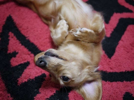 鉄　は　熱　い　う　ち　に　打　て　　　　　　(*ﾟ∀ﾟ)=3ﾑｯﾊｰ