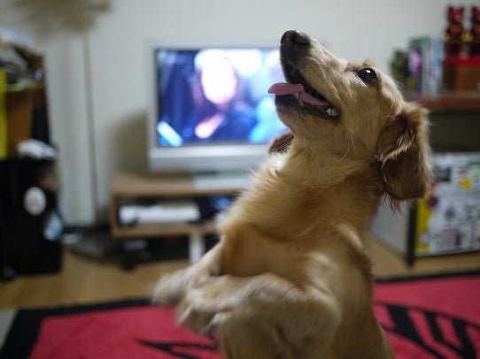 鉄　は　熱　い　う　ち　に　打　て　　　　　　(*ﾟ∀ﾟ)=3ﾑｯﾊｰ