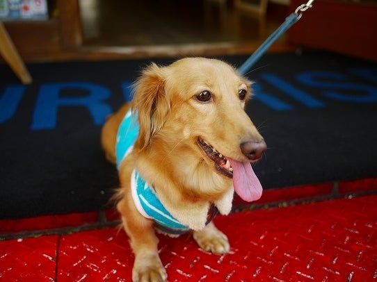 鉄　は　熱　い　う　ち　に　打　て　　　　　　(*ﾟ∀ﾟ)=3ﾑｯﾊｰ