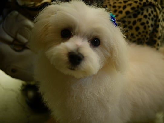 鉄　は　熱　い　う　ち　に　打　て　　　　　　(*ﾟ∀ﾟ)=3ﾑｯﾊｰ