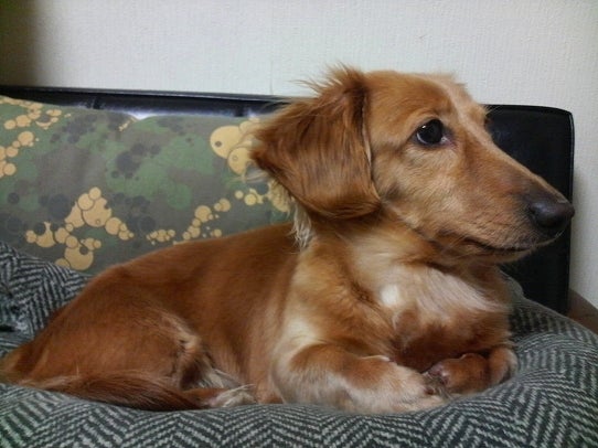 鉄　は　熱　い　う　ち　に　打　て　　　　　　(*ﾟ∀ﾟ)=3ﾑｯﾊｰ