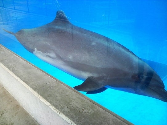 鉄　は　熱　い　う　ち　に　打　て　　　　　　(*ﾟ∀ﾟ)=3ﾑｯﾊｰ