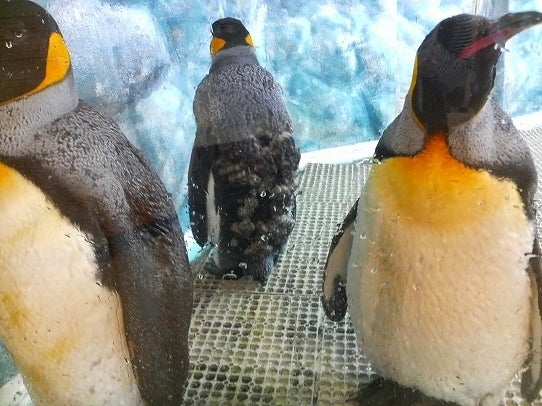 鉄　は　熱　い　う　ち　に　打　て　　　　　　(*ﾟ∀ﾟ)=3ﾑｯﾊｰ