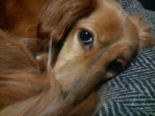 鉄　は　熱　い　う　ち　に　打　て　　　　　　(*ﾟ∀ﾟ)=3ﾑｯﾊｰ