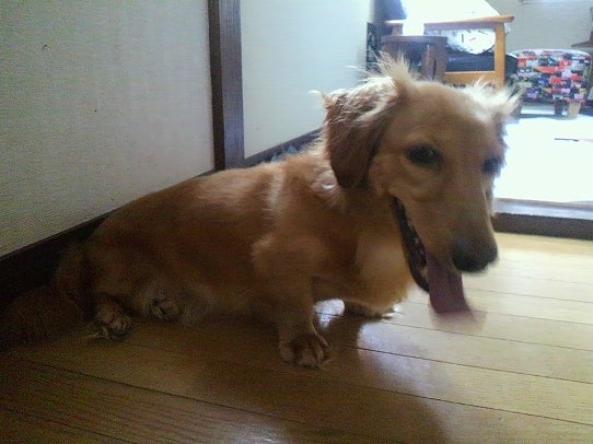 鉄　は　熱　い　う　ち　に　打　て　　　　　　(*ﾟ∀ﾟ)=3ﾑｯﾊｰ