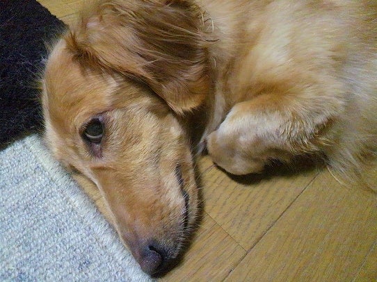 鉄　は　熱　い　う　ち　に　打　て　　　　　　(*ﾟ∀ﾟ)=3ﾑｯﾊｰ