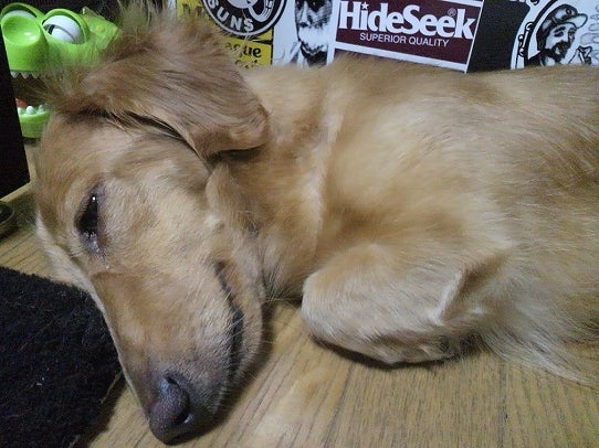 鉄　は　熱　い　う　ち　に　打　て　　　　　　(*ﾟ∀ﾟ)=3ﾑｯﾊｰ