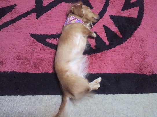 鉄　は　熱　い　う　ち　に　打　て　　　　　　(*ﾟ∀ﾟ)=3ﾑｯﾊｰ