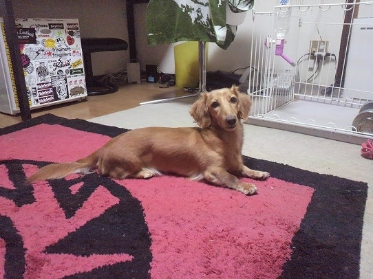 鉄　は　熱　い　う　ち　に　打　て　　　　(*ﾟ∀ﾟ)=3ﾑｯﾊｰ