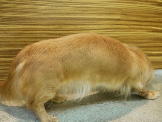 鉄　は　熱　い　う　ち　に　打　て　　　　(*ﾟ∀ﾟ)=3ﾑｯﾊｰ