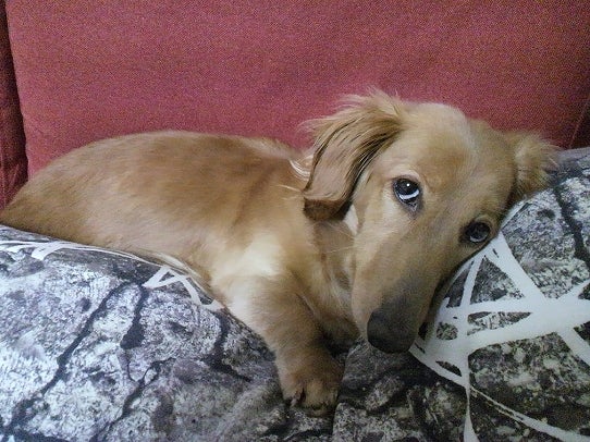 鉄　は　熱　い　う　ち　に　打　て　　　　(*ﾟ∀ﾟ)=3ﾑｯﾊｰ