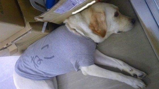 鉄　は　熱　い　う　ち　に　打　て　　　　(*ﾟ∀ﾟ)=3ﾑｯﾊｰ