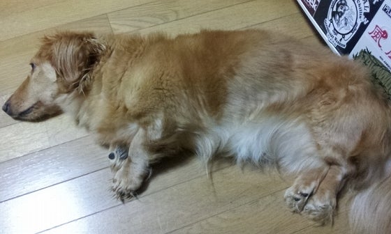 鉄　は　熱　い　う　ち　に　打　て　　　　(*ﾟ∀ﾟ)=3ﾑｯﾊｰ