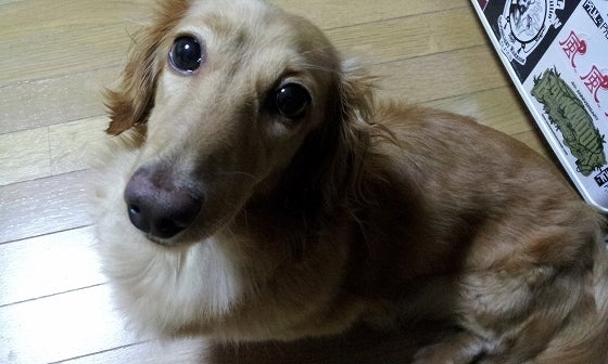 鉄　は　熱　い　う　ち　に　打　て　　　　(*ﾟ∀ﾟ)=3ﾑｯﾊｰ