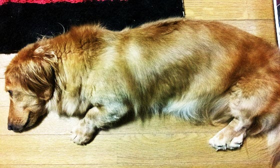 鉄 は 熱 い う ち に 打 て (*゚∀゚)=3ムッハー