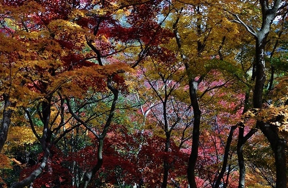 鉄 は 熱 い う ち に 打 て (*゚∀゚)=3ムッハー