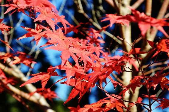 鉄　は　熱　い　う　ち　に　打　て　　　　(*ﾟ∀ﾟ)=3ﾑｯﾊｰ