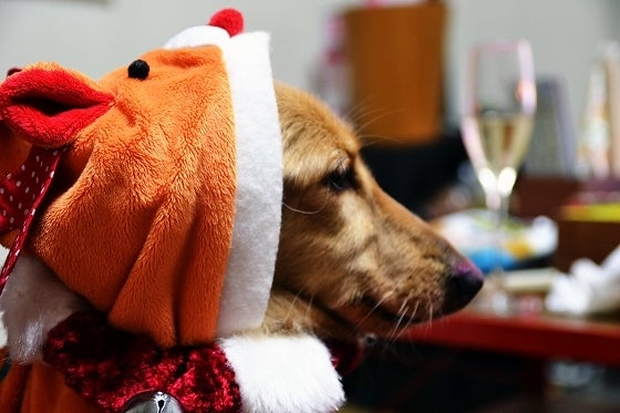 鉄　は　熱　い　う　ち　に　打　て　　　　(*ﾟ∀ﾟ)=3ﾑｯﾊｰ