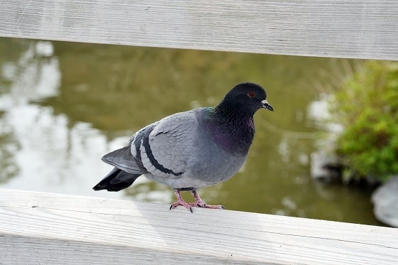 鉄　は　熱　い　う　ち　に　打　て　　　　(*ﾟ∀ﾟ)=3ﾑｯﾊｰ