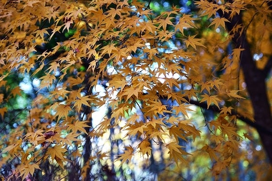 鉄 は 熱 い う ち に 打 て (*゚∀゚)=3ムッハー