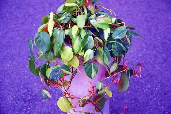 鉄　は　熱　い　う　ち　に　打　て　　　　(*ﾟ∀ﾟ)=3ﾑｯﾊｰ