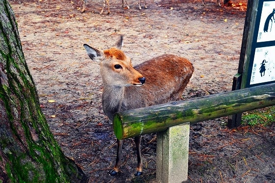 鉄　は　熱　い　う　ち　に　打　て　　　　(*ﾟ∀ﾟ)=3ﾑｯﾊｰ