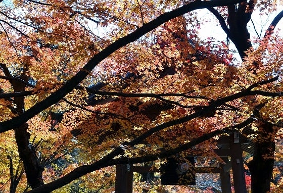 鉄 は 熱 い う ち に 打 て (*゚∀゚)=3ムッハー