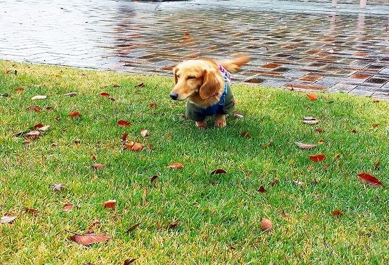 鉄　は　熱　い　う　ち　に　打　て　　　　(*ﾟ∀ﾟ)=3ﾑｯﾊｰ