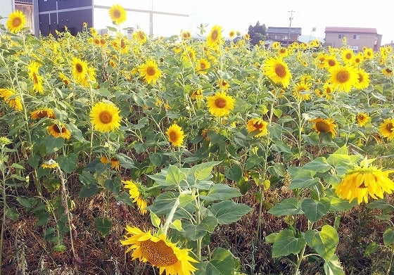 鉄　は　熱　い　う　ち　に　打　て　　　　(*ﾟ∀ﾟ)=3ﾑｯﾊｰ