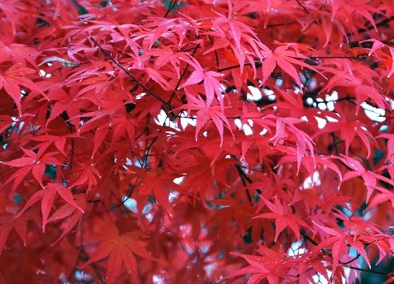 鉄　は　熱　い　う　ち　に　打　て　　　　(*ﾟ∀ﾟ)=3ﾑｯﾊｰ