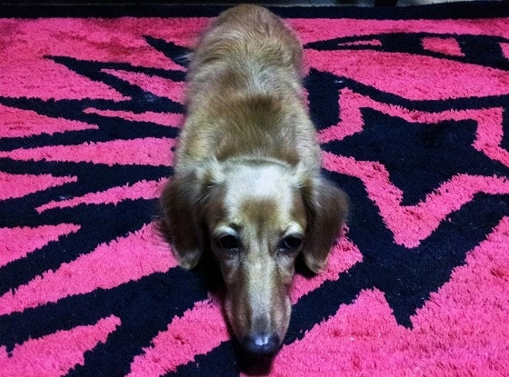 鉄　は　熱　い　う　ち　に　打　て　　　　(*ﾟ∀ﾟ)=3ﾑｯﾊｰ