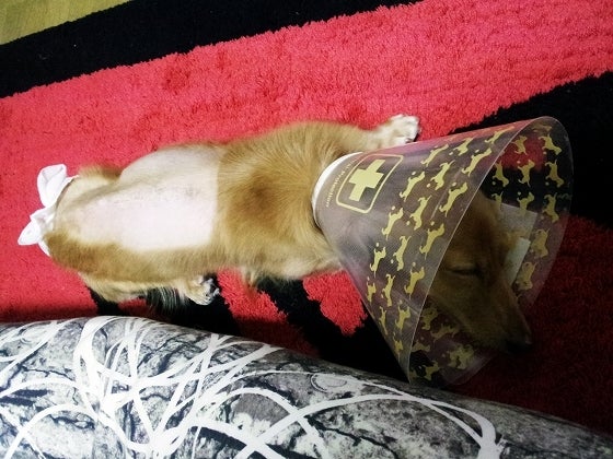 鉄 は 熱 い う ち に 打 て (*゚∀゚)=3ムッハー