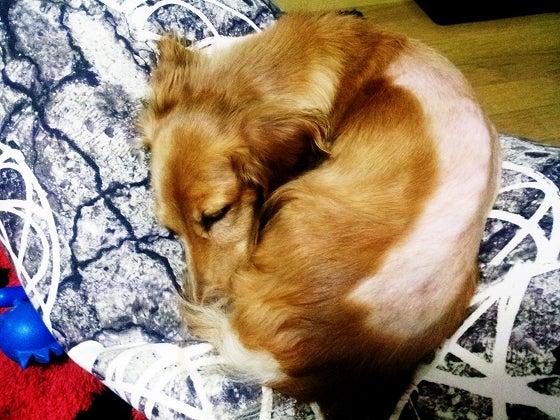 鉄 は 熱 い う ち に 打 て (*゚∀゚)=3ムッハー