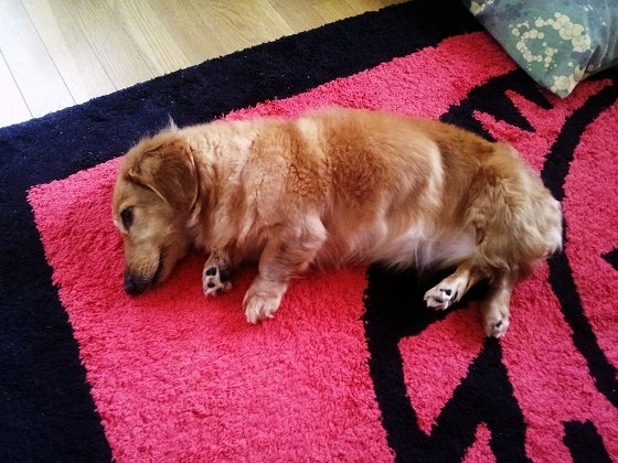 鉄　は　熱　い　う　ち　に　打　て　　　　(*ﾟ∀ﾟ)=3ﾑｯﾊｰ