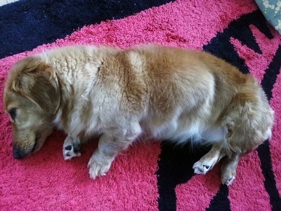 鉄　は　熱　い　う　ち　に　打　て　　　　(*ﾟ∀ﾟ)=3ﾑｯﾊｰ