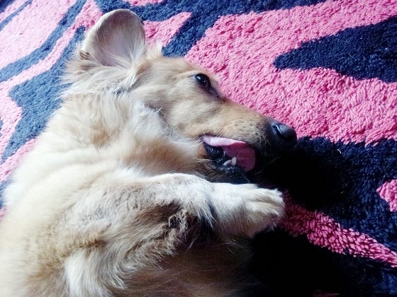 鉄　は　熱　い　う　ち　に　打　て　　　　(*ﾟ∀ﾟ)=3ﾑｯﾊｰ