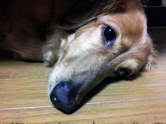 鉄　は　熱　い　う　ち　に　打　て　　　　(*ﾟ∀ﾟ)=3ﾑｯﾊｰ